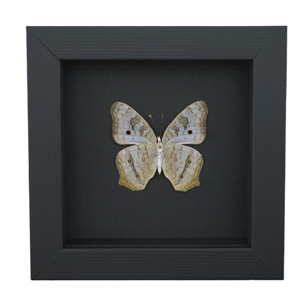 White Peacock Butterfly Anartia jatrophae Female Verso Real Framed Taxidermy Moonlight Display