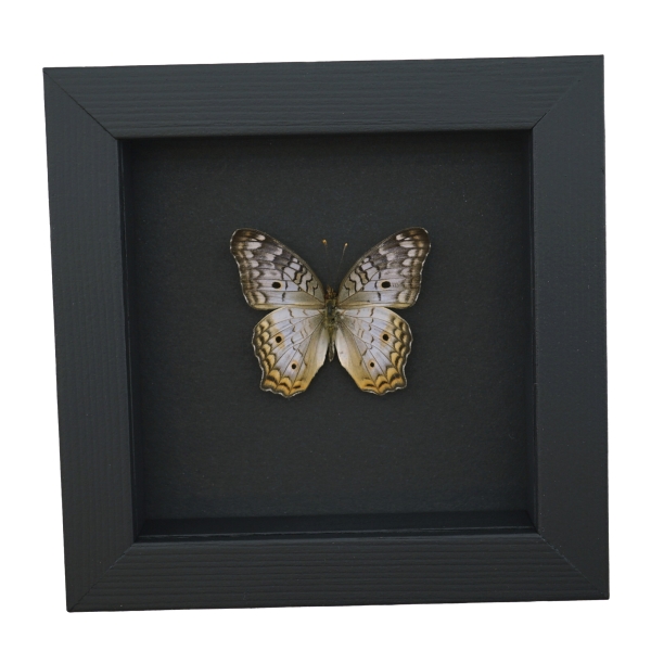 White Peacock Butterfly Anartia jatrophae Real Framed Taxidermy Moonlight Display