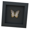 White Peacock Butterfly Anartia jatrophae Real Framed Taxidermy Moonlight Display