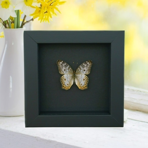 White Peacock Butterfly Anartia jatrophae Real Framed Taxidermy Moonlight Display