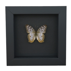 White Peacock Butterfly Anartia jatrophae Real Framed Taxidermy Moonlight Display