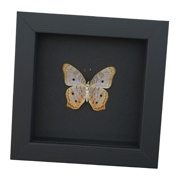 White Peacock Butterfly Anartia jatrophae Verso Real Framed Taxidermy Moonlight Display