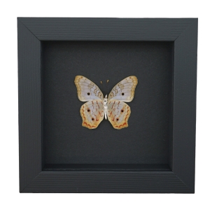 White Peacock Butterfly Anartia jatrophae Verso Real Framed Taxidermy Moonlight Display