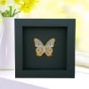 White Peacock Butterfly Anartia jatrophae Verso Real Framed Taxidermy Moonlight Display