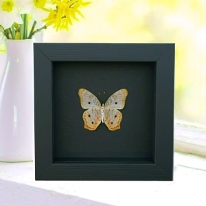 White Peacock Butterfly Anartia jatrophae Verso Real Framed Taxidermy Moonlight Display