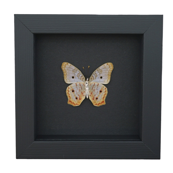White Peacock Butterfly Anartia jatrophae Verso Real Framed Taxidermy Moonlight Display