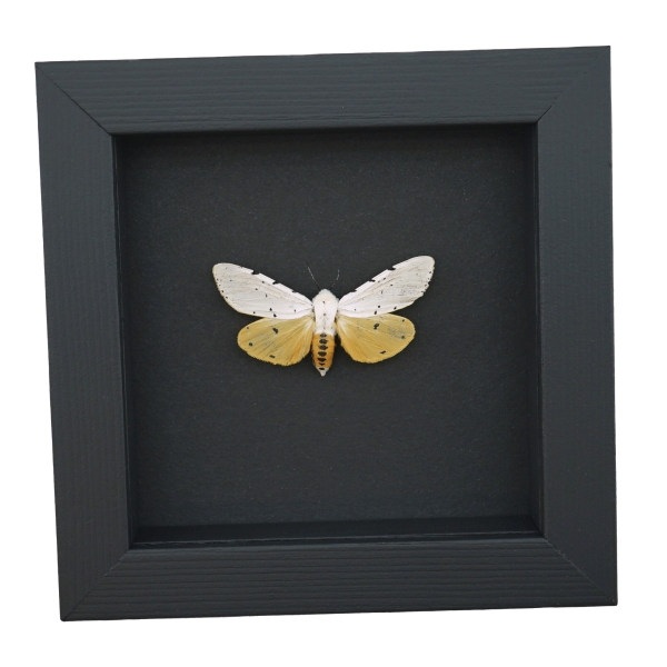 Estigmene acrea Female Salt Marsh Moth Framed Taxidermy Moonlight Display