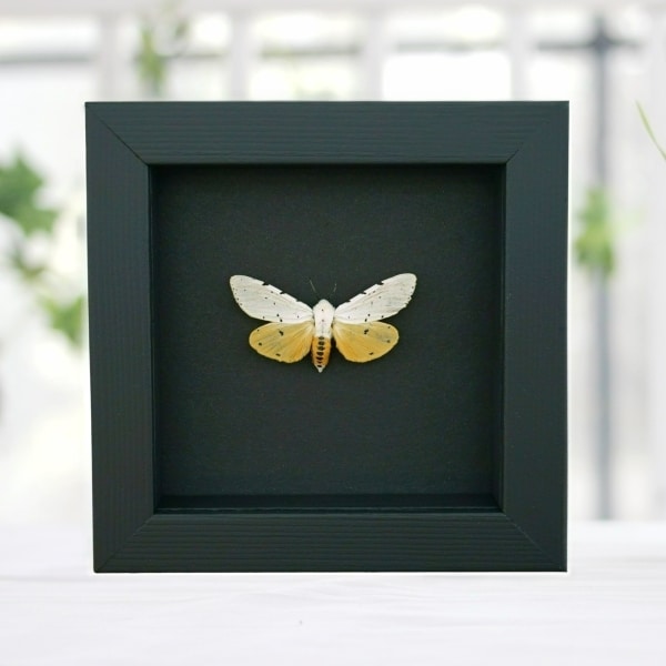 Estigmene acrea Female Salt Marsh Moth Framed Taxidermy Moonlight Display