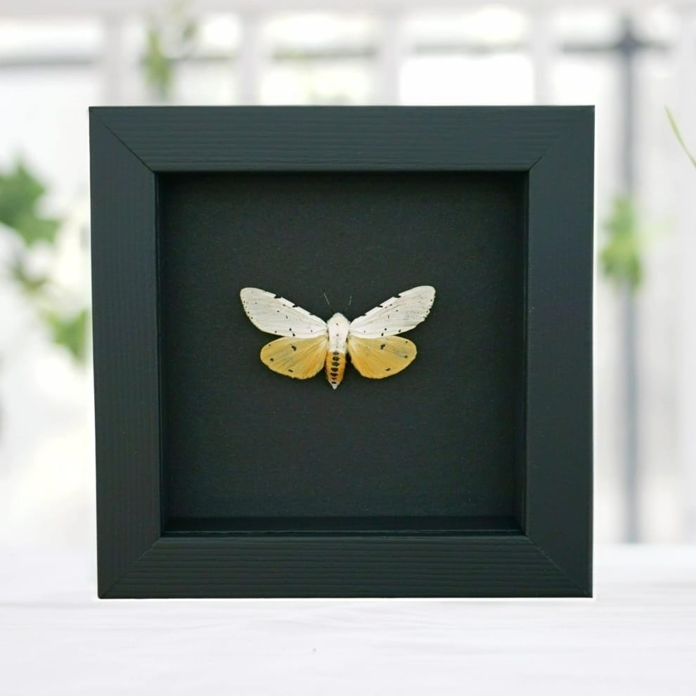 Salt Marsh Moth Estigmene acrea Framed Taxidermy Moonlight Display