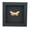 Estigmene acrea Female Salt Marsh Moth Framed Taxidermy Moonlight Display