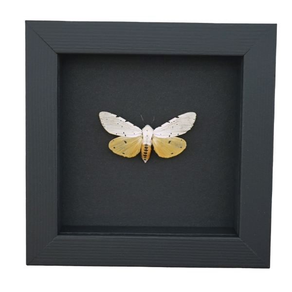 Estigmene acrea Female Salt Marsh Moth Framed Taxidermy Moonlight Display