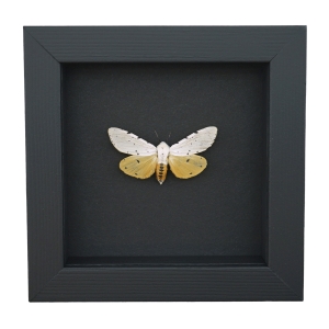 Estigmene acrea Female Salt Marsh Moth Framed Taxidermy Moonlight Display