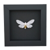 Estigmene acrea Salt Marsh Moth Framed Taxidermy Moonlight Display