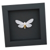 Estigmene acrea Salt Marsh Moth Framed Taxidermy Moonlight Display