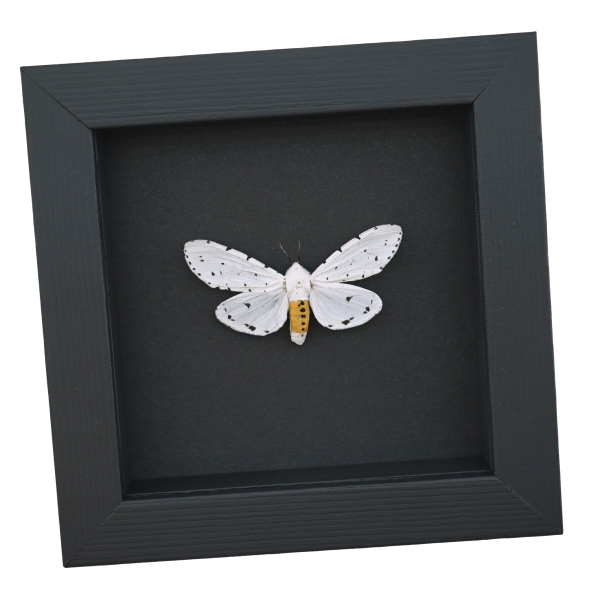 Estigmene acrea Salt Marsh Moth Framed Taxidermy Moonlight Display