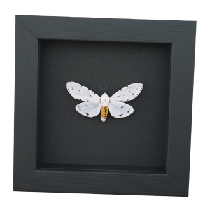 Estigmene acrea Salt Marsh Moth Framed Taxidermy Moonlight Display