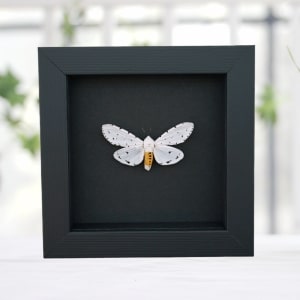 Estigmene acrea Salt Marsh Moth Framed Taxidermy Moonlight Display