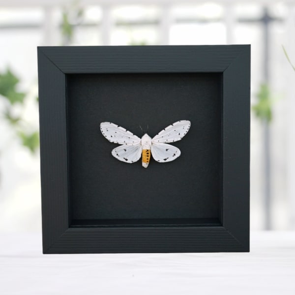 Estigmene acrea Salt Marsh Moth Framed Taxidermy Moonlight Display