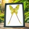 Giant Comet Moth Argema Mittrei Male Real Framed Taxidermy Classic Black Display