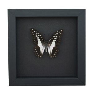 Graphium eurypylus Great Jay Butterfly Framed Taxidermy Moonlight Display