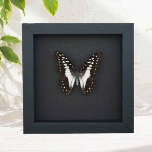 Graphium eurypylus Great Jay Butterfly Framed Taxidermy Moonlight Display