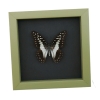 Graphium eurypylus Great Jay Butterfly Framed Taxidermy Sage Green Display