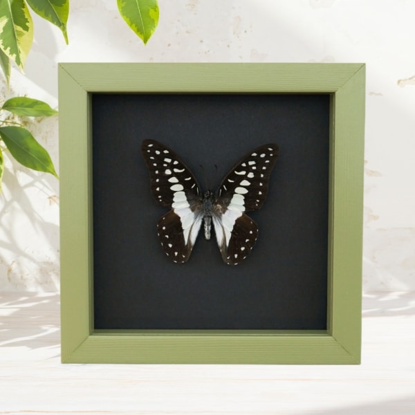 Graphium eurypylus Great Jay Butterfly Framed Taxidermy Sage Green Display