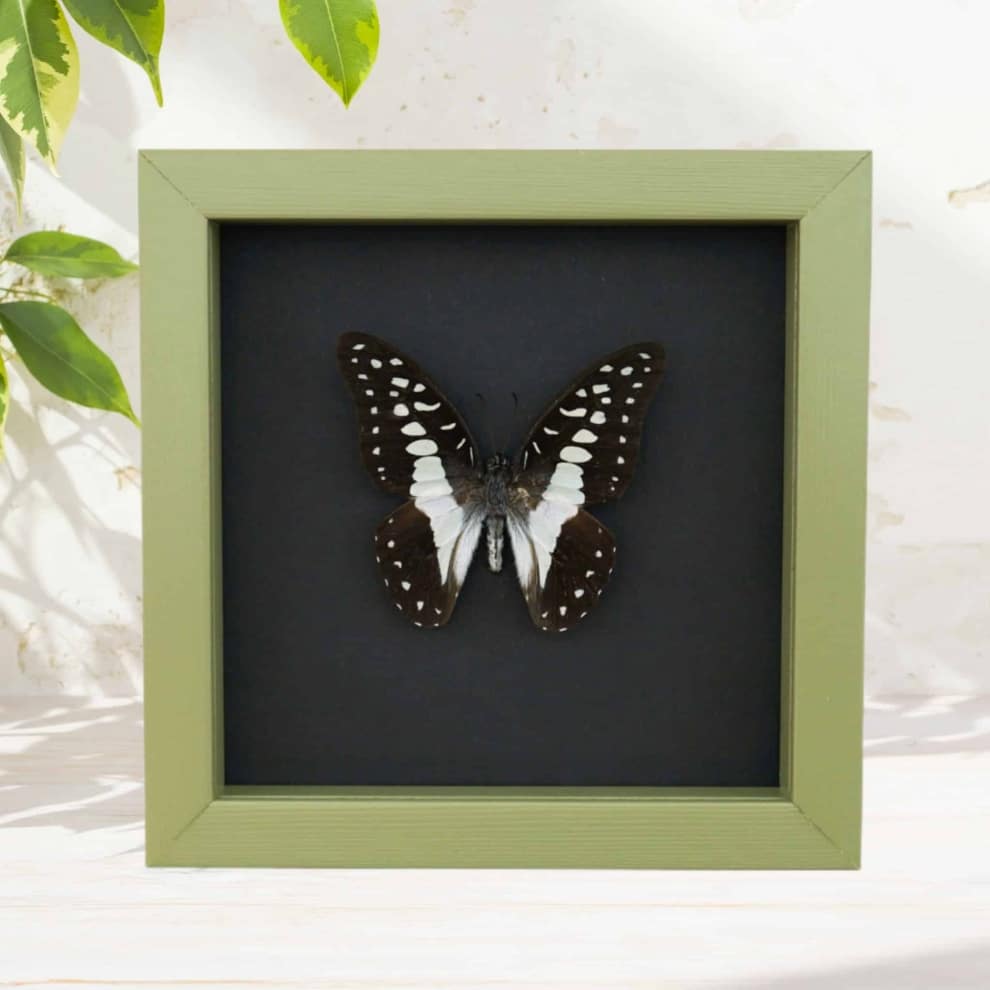 Graphium eurypylus Great Jay Butterfly Framed Taxidermy Sage Green Display Graphium eurypylus Great Jay Butterfly Framed Taxidermy Sage Green Display