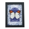 Great Orange Tip Butterfly Blue White French Hebomoia glaucippe Framed Taxidermy Display