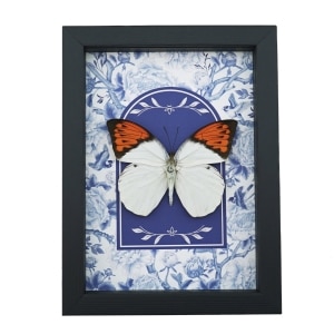 Great Orange Tip Butterfly Blue White French Hebomoia glaucippe Framed Taxidermy Display