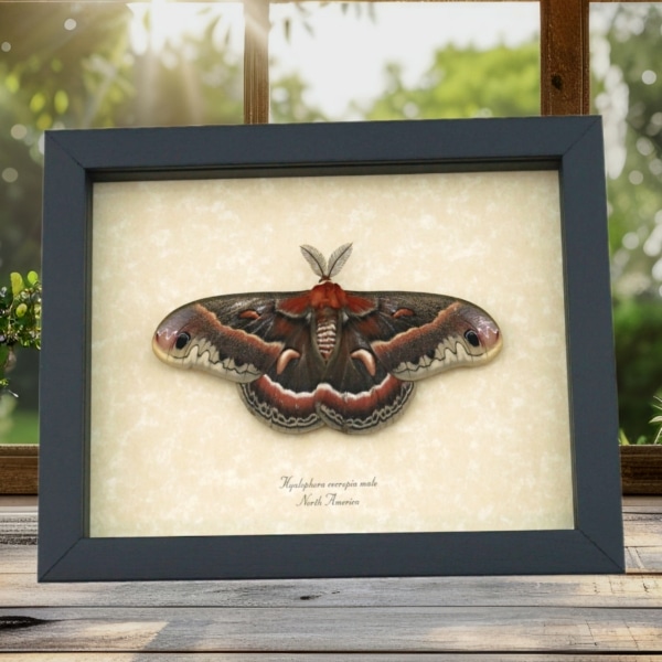 Hyalophora cecropia Moth male Resting Silk Moth Framed Insect Taxidermy Display