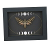 White Lined Sphinx Moth Hyles lineata Moon Phases Framed Taxidermy Display