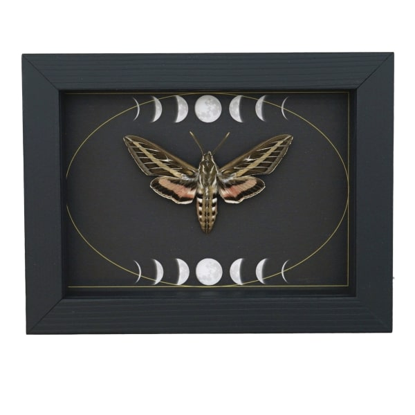 White Lined Sphinx Moth Hyles lineata Moon Phases Framed Taxidermy Display