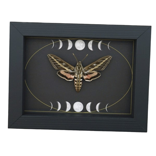 White Lined Sphinx Moth Hyles lineata Moon Phases Framed Taxidermy Display