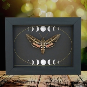 White Lined Sphinx Moth Hyles lineata Moon Phases Framed Taxidermy Display