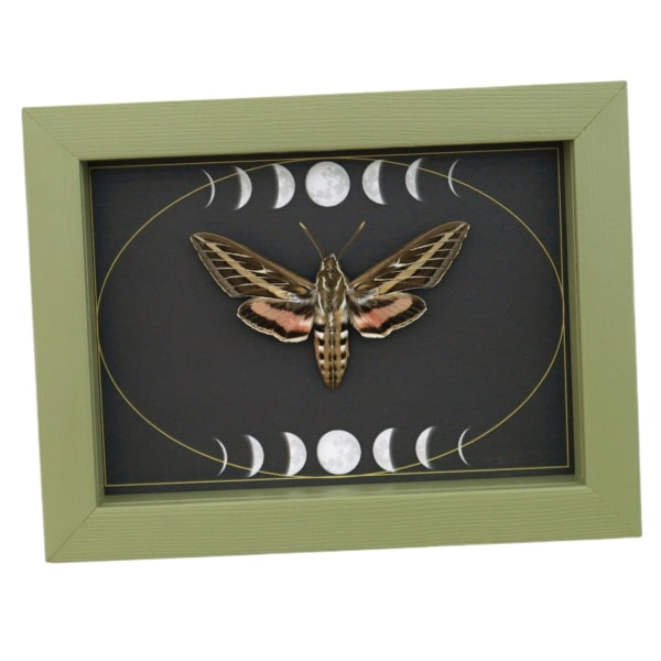 White Lined Sphinx Moth Hyles lineata Moon Phases Framed Taxidermy Sage Green Display