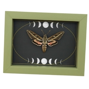 White Lined Sphinx Moth Hyles lineata Moon Phases Framed Taxidermy Sage Green Display