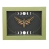 White Lined Sphinx Moth Hyles lineata Moon Phases Framed Taxidermy Sage Green Display