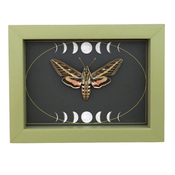 White Lined Sphinx Moth Hyles lineata Moon Phases Framed Taxidermy Sage Green Display