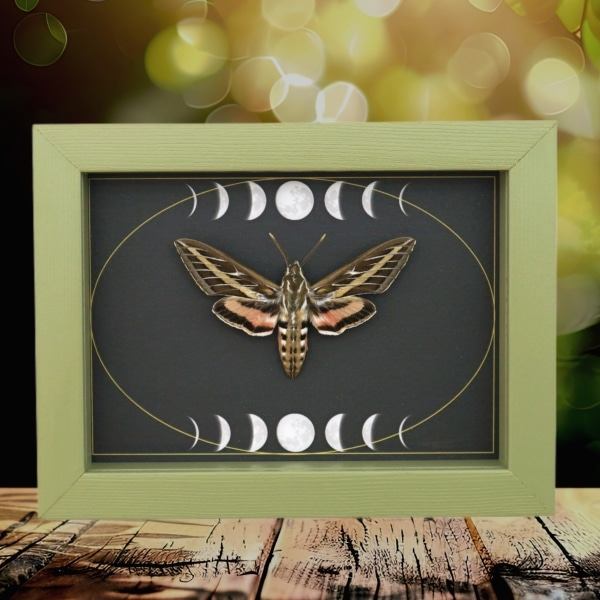 White Lined Sphinx Moth Hyles lineata Moon Phases Framed Taxidermy Sage Green Display