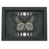Idea blanchardi munaensis Female Butterfly Moon Phases Real Framed Taxidermy Display