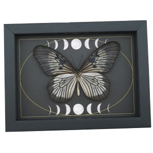 Idea blanchardi munaensis Female Butterfly Moon Phases Real Framed Taxidermy Display