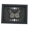 Idea blanchardi munaensis Female Butterfly Moon Phases Real Framed Taxidermy Display