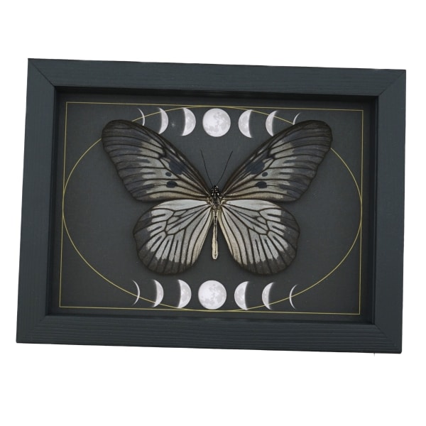 Idea blanchardi munaensis Female Butterfly Moon Phases Real Framed Taxidermy Display