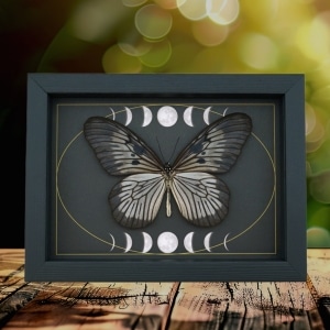 Idea blanchardi munaensis Female Butterfly Moon Phases Real Framed Taxidermy Display