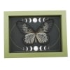 Idea blanchardi munaensis Female Butterfly Moon Phases Real Framed Taxidermy Sage Green Display