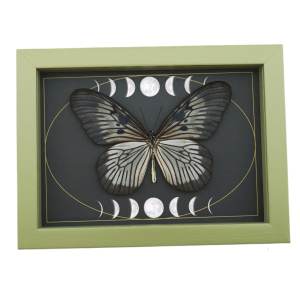 Idea blanchardi munaensis Female Butterfly Moon Phases Real Framed Taxidermy Sage Green Display