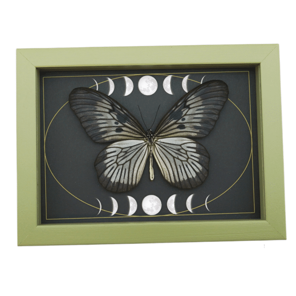 Idea blanchardi munaensis Female Butterfly Moon Phases Real Framed Taxidermy Sage Green Display
