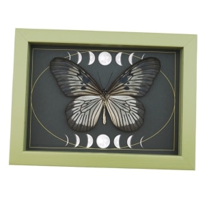 Idea blanchardi munaensis Female Butterfly Moon Phases Real Framed Taxidermy Sage Green Display