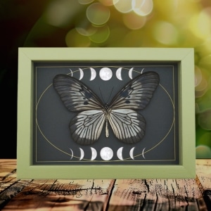 Idea blanchardi munaensis Female Butterfly Moon Phases Real Framed Taxidermy Sage Green Display